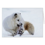 Arctic Fox - Snacking cards