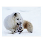 Arctic Fox - Snacking Postcard