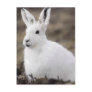 Arctic Hare Postcard
