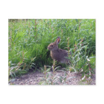 Arctic Hare Post Cards