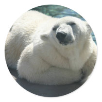 Arctic Polar Bear Stickers