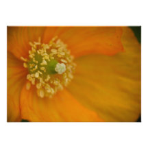 Arctic Poppy • Card / Invitation