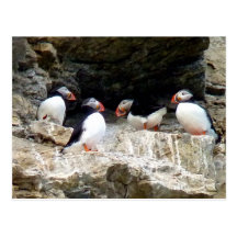 Arctic Puffins in Svalbard Post Card