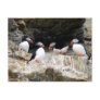 Arctic Puffins in Svalbard Post Card