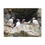 Arctic Puffins in Svalbard postcards