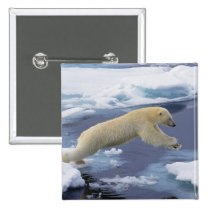 Arctic, Svalbard, Polar Bear extending and buttons
