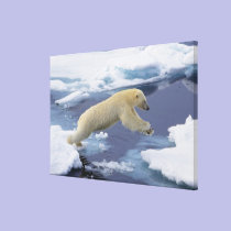 Arctic, Svalbard, Polar Bear extending and canvas prints