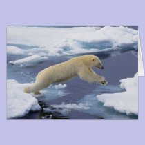 Arctic, Svalbard, Polar Bear extending and cards