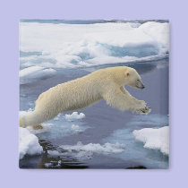 Arctic, Svalbard, Polar Bear extending and magnets