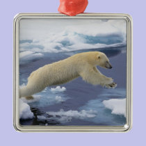 Arctic, Svalbard, Polar Bear extending and ornaments