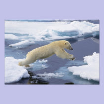 Arctic, Svalbard, Polar Bear extending and photography