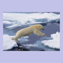 Arctic, Svalbard, Polar Bear extending and posters