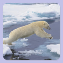 Arctic, Svalbard, Polar Bear extending and stickers