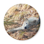 Arctic Wolf #2 magnets