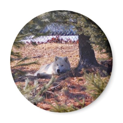 Arctic Wolf by almedic104