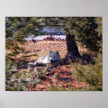 Arctic Wolf Posters