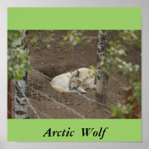 Arctic  Wolf Poster
