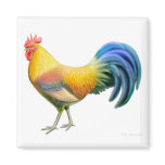 Ardenner Rooster Square Magnet