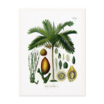 Areca catechu (betel nut palm) postcards