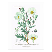 Argemone grandiflora postcards