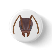 Argentine ant button