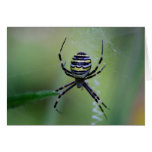 Argiope bruennichi card