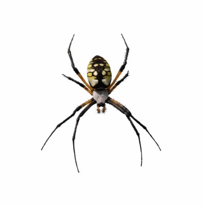 Argiope Spider Pin Cut Out by ObservationCreations