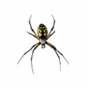 Argiope Spider Pin photo sculptures