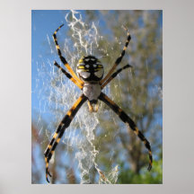 Argiope Spider Posters