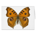 Argus Butterfly