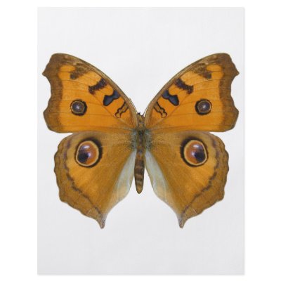 Argus Butterfly by Bigboy20769