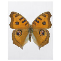 Argus Butterfly