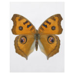 Argus Butterfly flyers