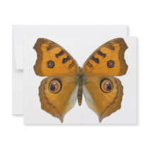 Argus Butterfly