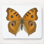 Argus Butterfly