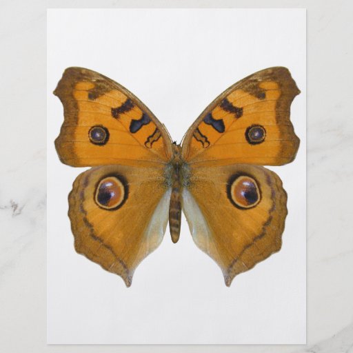 Argus Butterfly Personalized Flyer