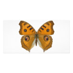 Argus Butterfly Photo Greeting Card