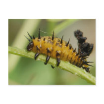 Argus Tortoise Shell Beetle Larva Postcard