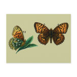 Argynnis aglaja post card