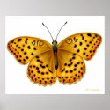 Argynnis Butterfly Print