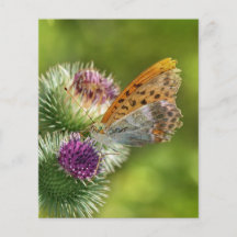 Argynnis Paphia Butterfly on Carduoideae Flower Flyers