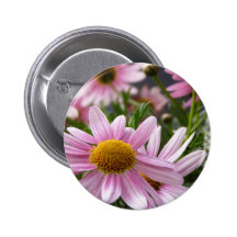 Argyranthemum frutescens Marguerite Daisies Button