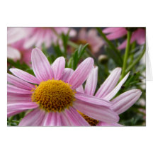 Argyranthemum frutescens Marguerite Daisies Card