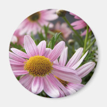 Argyranthemum frutescens Marguerite Daisies Refrigerator Magnets