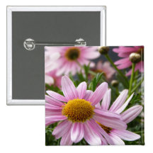 Argyranthemum frutescens Marguerite Daisies Pins