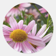 Argyranthemum frutescens Marguerite Daisies Round Sticker