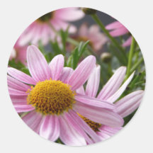 Argyranthemum frutescens Marguerite Daisies Sticker