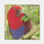 Aria Grand Eclectus Parrot Fridge Magnets