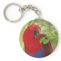 Aria Grand Eclectus Parrot