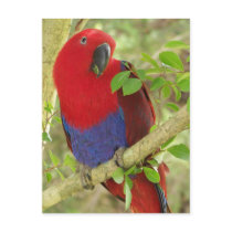 Aria Grand Eclectus Parrot